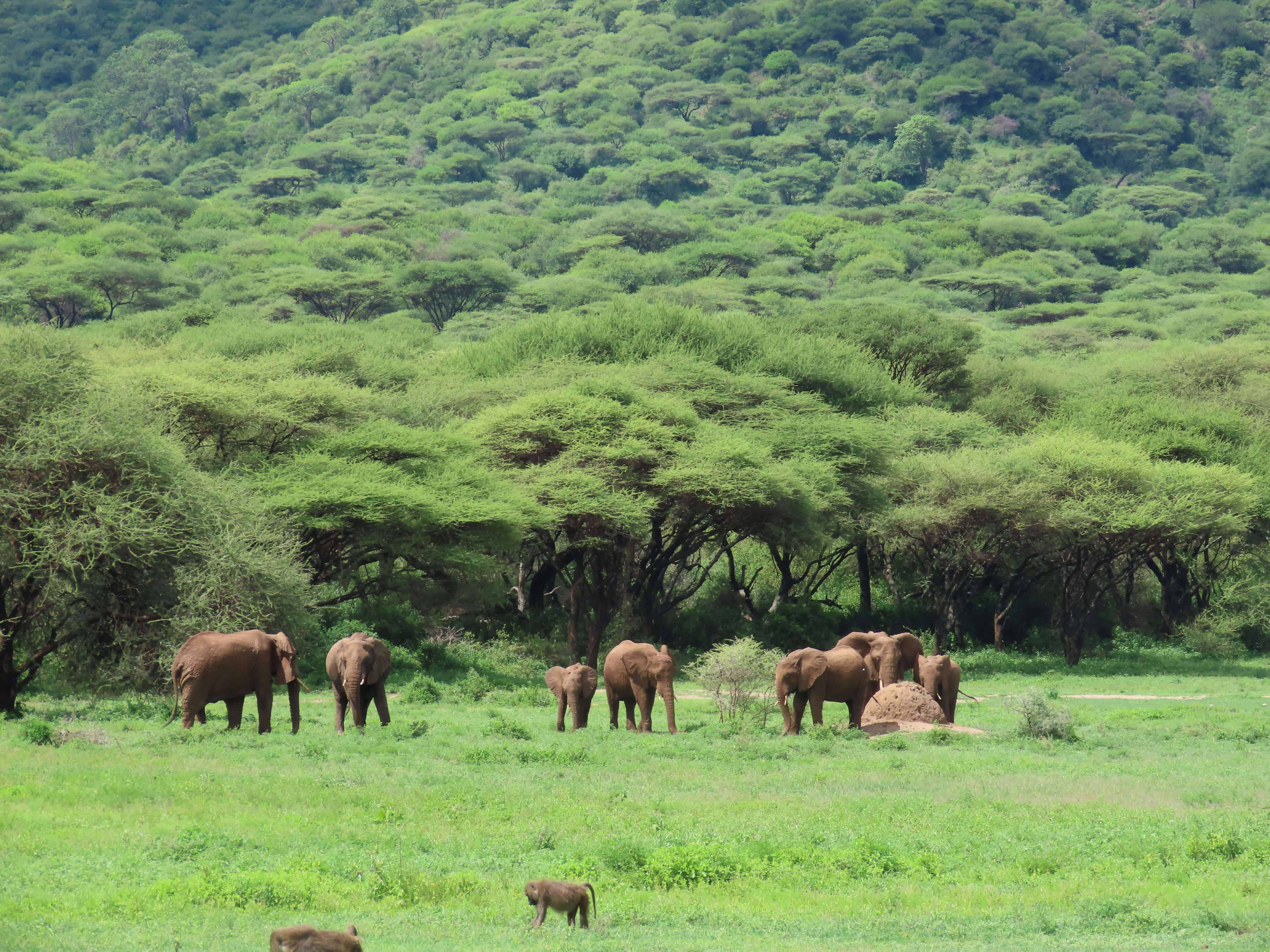 Amboseli