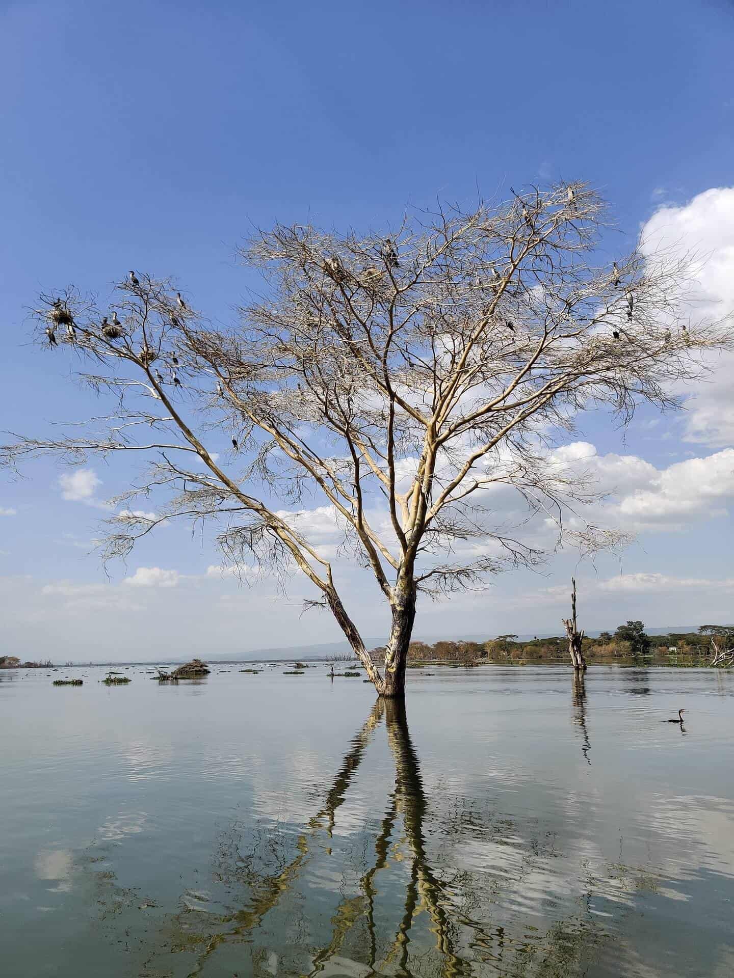 Naivasha