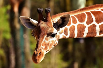 Kenya Wildlife